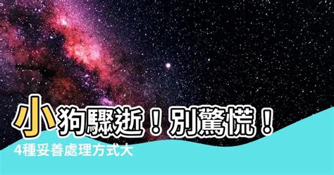 小狗死掉怎麼處理|小狗死掉怎麼處理？寵物善終完整指南與高效處理流程